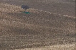 Italy, Tuscany, Siena, lone tree in countryside
