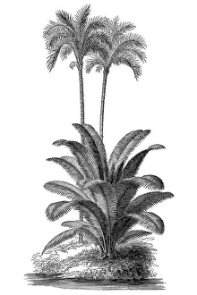 Silver Colored Prints: Ivory tree (Phytelephas macrocarpa) and silver date palm (Phoenix sylvestris)