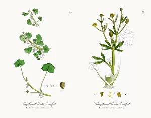 Images Dated 9th November 2017: Ivy-leaved Water Crowfoot, Ranunculus hederaceus, Victorian Botanical Illustration, 1863
