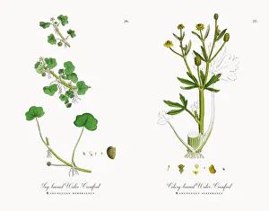 Images Dated 9th November 2017: Ivy-leaved Water Crowfoot, Ranunculus hederaceus, Victorian Botanical Illustration, 1863
