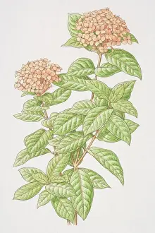 Flower Head Prints: Ixora coccinea Jacqueline, Flame of the Woods or Jungle Flame, flowering plant