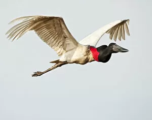 Images Dated 3rd October 2012: Jabiru Stork (Jabiru mycteria) in flight, Pousada Rio Claro Lodge