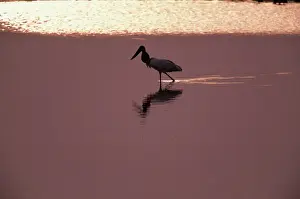Ankle Deep In Water Prints: Jabiru stork (Jabiru mycteria) wading on floodplain, Venezuela