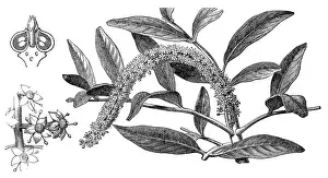 Jaborandi (pilocarpus pennatifolius)