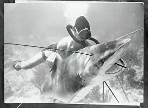 Jack McGinnis Wrestling with a Shark