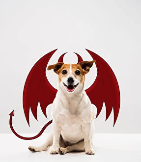 Funny Animal Prints Gallery: Jack Russell Devil Dog