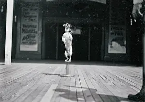 Balancing Prints: Jack Russell Terrier Standing on Pedestal