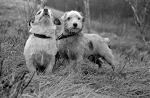 Jack Russells
