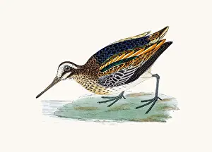 Snipe Prints: Jack snipe bird