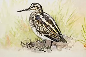 Images Dated 27th June 2007: Jack snipe (Lymnocryptes minimus), standing, side view