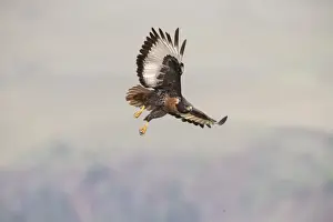 Jackal Buzzard (Buteo rufofuscus) in flight at Giants Castle, Drakensberg Mountains, Kwazulu-Natal, South Africa