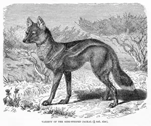 Jackal Prints: Jackal engraving 1894
