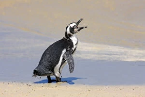 Images Dated 17th December 2011: Jackass Penguin, Black-footed Penguin or African Penguin -Spheniscus demersus-, juvenile