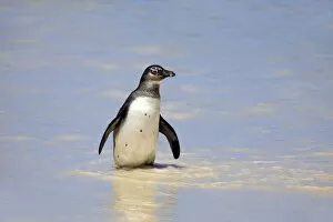 Images Dated 17th December 2011: Jackass Penguin, Black-footed Penguin or African Penguin -Spheniscus demersus-, adult