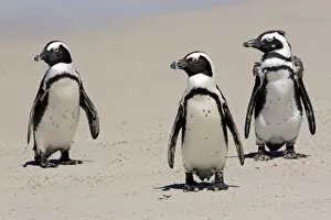Images Dated 17th December 2011: Jackass Penguin, Black-footed Penguin or African Penguin -Spheniscus demersus