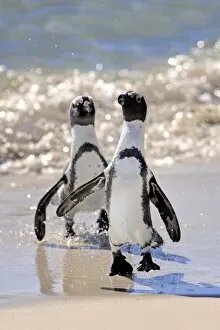 Images Dated 16th December 2011: Jackass Penguin, Black-footed Penguin or African Penguin -Spheniscus demersus-, pair on the beach