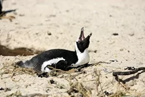Images Dated 16th December 2011: Jackass Penguin, Black-footed Penguin or African Penguin -Spheniscus demersus-, incubating eggs