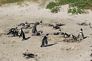 Images Dated 16th December 2011: Jackass Penguin, Black-footed Penguin or African Penguin -Spheniscus demersus