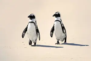 Jackass Penguin, Black-footed Penguin or African Penguin -Spheniscus demersus-, pair on the beach, Boulder, Simons Town, Western Cape, South Africa