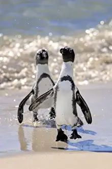 Jackass Penguin, Black-footed Penguin or African Penguin -Spheniscus demersus-, pair on the beach, Boulder, Simons Town, Western Cape, South Africa