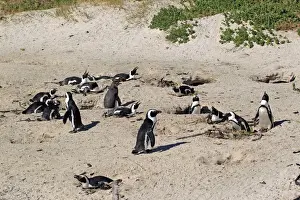 Incubating Prints: Jackass Penguin, Black-footed Penguin or African Penguin -Spheniscus demersus