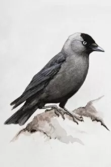 Images Dated 28th June 2007: Jackdaw (Corvus monedula), perching on a rock, side view