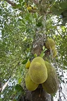 Images Dated 23rd February 2013: Jackfruit or Jack Tree -Artocarpus heterophyllus-, fruit growing on the tree, Peermade, Kerala