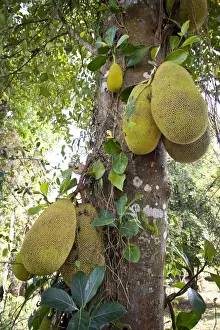 Kerala Prints: Jackfruit or Jack Tree -Artocarpus heterophyllus