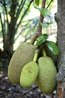 Images Dated 23rd February 2013: Jackfruit or Jack Tree -Artocarpus heterophyllus-, fruit growing on the tree, Peermade, Kerala