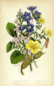 Images Dated 1st February 2016: Jacobs Ladder, Yellow Wort, Buckbean, Villarsia, Victorian Botanical Illustration