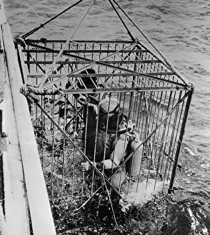 Abu Dhabi Prints: Jacques Cousteau Team Descending in Shark Cage