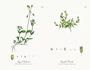 Images Dated 30th November 2017: Jagged Chickweed, Holosteum Unbellatum, Victorian Botanical Illustration, 1863