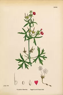 Images Dated 15th March 2017: Jagged-leaved Cranesbill, Geranium dissectum, Victorian Botanical Illustration, 1863