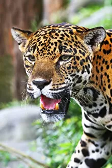 Images Dated 13th January 2015: Jaguar in Costa Rica