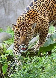 Jaguar in Costa Rica. Available as Framed Prints, Photos, Wall Art and  other products #13089439
