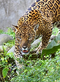 Jaguar in Costa Rica. Available as Framed Prints, Photos, Wall Art and other products #13089439 Jaguar in Costa Rica. Available as Framed Prints, Photos, Wall Art and other products #13089439
