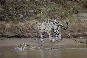 Images Dated 20th September 2018: Jaguar cub (Pantera onca)