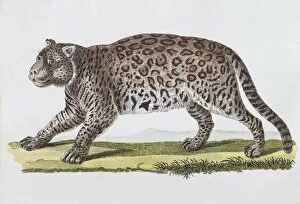 Images Dated 31st December 2017: Jaguar (Felis onza. Linn.), hand-coloured copperplate engraving by Friedrich Justin