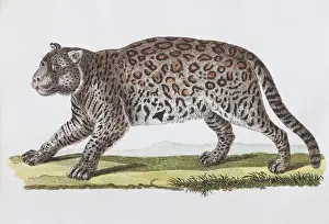 Jaguar (Felis onza. Linn. ), hand-coloured copperplate engraving by Friedrich Justin