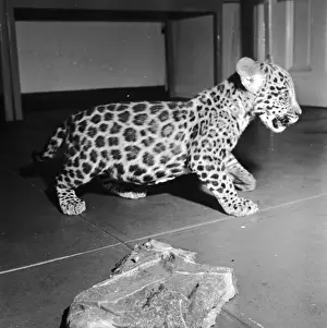 Jaguar And Meat