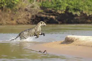 Big Cat Prints: Jaguar (Pantera onca)