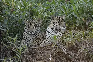 Big Cat Prints: Jaguar (Pantera onca)