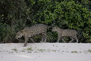 Images Dated 20th September 2018: Jaguar (Pantera onca)