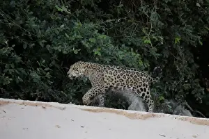 Big Cat Prints: Jaguar (Pantera onca)