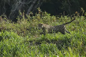 Big Cat Prints: Jaguar (Pantera onca)