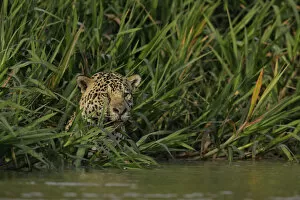 Images Dated 20th September 2018: Jaguar (Pantera onca)