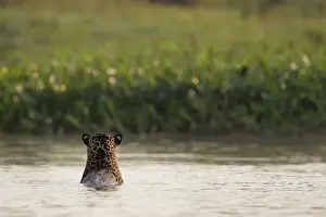 Big Cat Prints: Jaguar (Pantera onca)