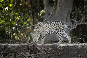 Big Cat Prints: Jaguar (Pantera onca)