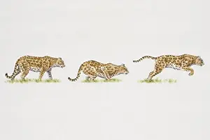 Aggression Prints: Jaguar (Panthera onca) moving from standing to crouching position and finally leaping