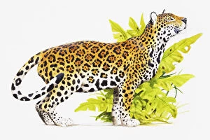Jaguar (Panthera onca) standing near green foliage